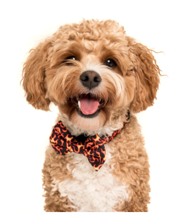 Big and Little Dogs - "Too hot to handle" dog collar and bow tie