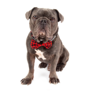Big And Little Dogs- "Plaid to the bone" dog collar and bow tie