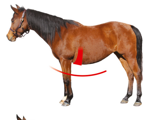 MATTES CRESCENT GIRTH