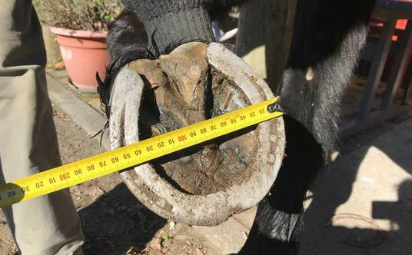 Tubbease Equine Hoof Sock