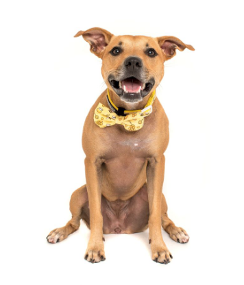 BIG AND LITTLE DOGS DOG COLLAR AND BOW TIE- "BEE-HIVING"