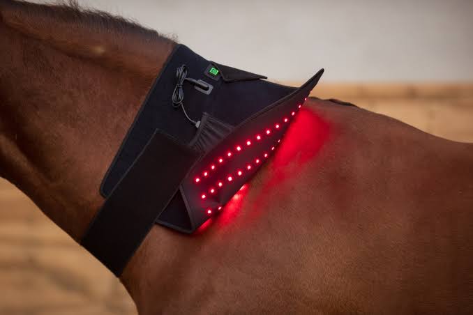 Light Therapy the Future is Bright – Zebrula Equestrian