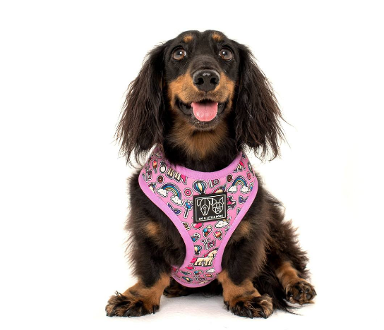 Big little dogs 2024 harness