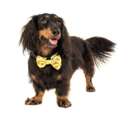 BIG AND LITTLE DOGS DOG COLLAR AND BOW TIE- "BEE-HIVING"