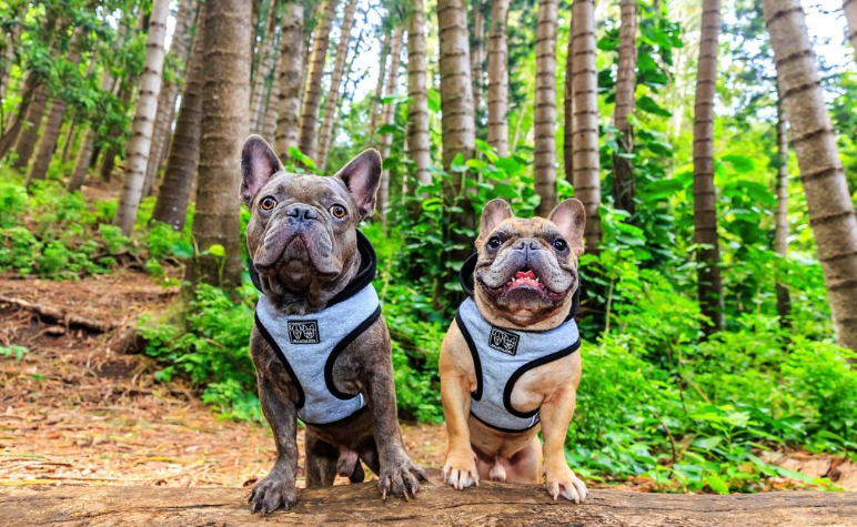 Big and Little Dogs Hoodie Harness