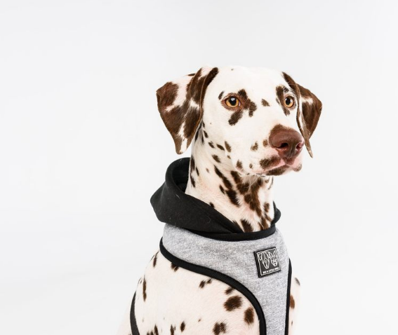 Big and Little Dogs Hoodie Harness