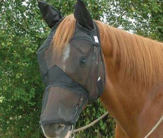 Cashel Quiet ride with nose and ears